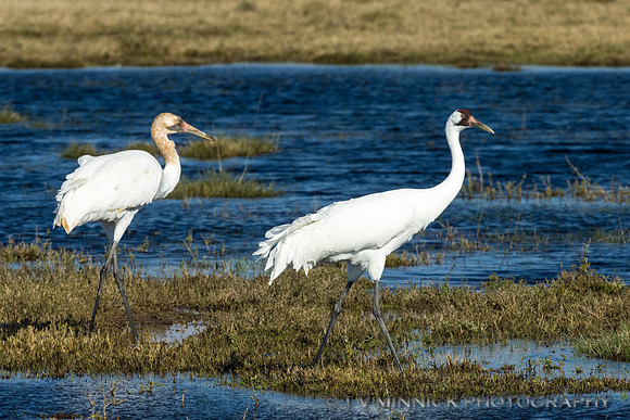 Whooping Crane, adult and colt