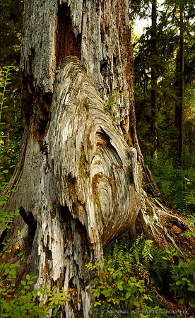 Old Rainforest Stump