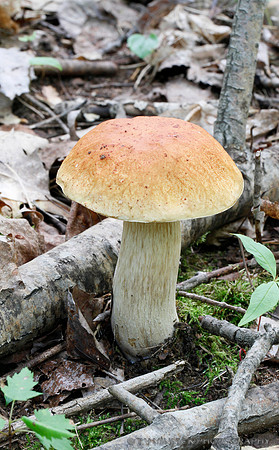 King Bolete