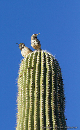 Cactus Wrens