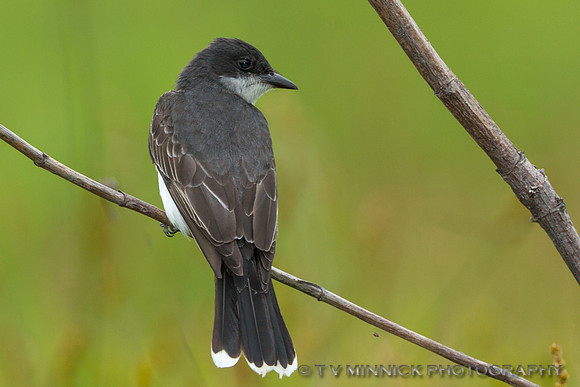 Eastern Kingbird