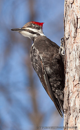 Pileated Woodpecker