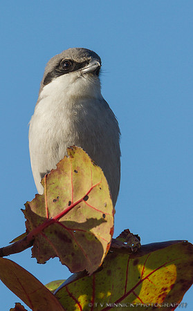 Loggerhead Shrike