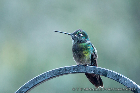 Magnificent Hummingbird