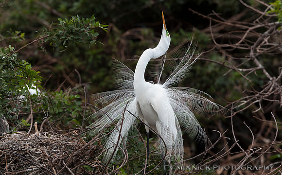 Displaying Great Egret