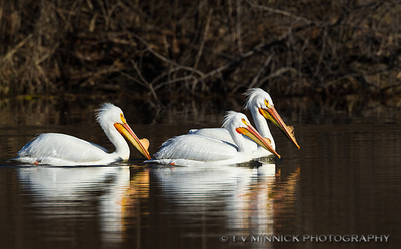 American White Pelican